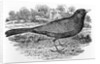 The Blackbird by Thomas Bewick
