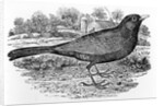 The Blackbird by Thomas Bewick