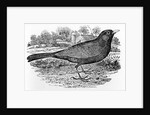 The Blackbird by Thomas Bewick