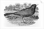 The Blackbird by Thomas Bewick