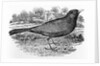 The Blackbird by Thomas Bewick