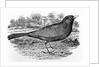 The Blackbird by Thomas Bewick