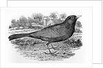 The Blackbird by Thomas Bewick