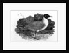 Black-Headed Gull by Thomas Bewick