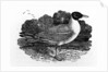 Black-Headed Gull by Thomas Bewick