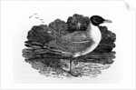 Black-Headed Gull by Thomas Bewick