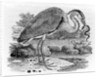 Heron by Thomas Bewick