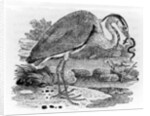 Heron by Thomas Bewick