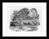 Heron by Thomas Bewick