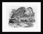 Heron by Thomas Bewick