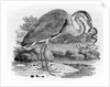 Heron by Thomas Bewick