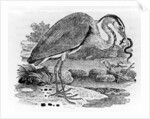 Heron by Thomas Bewick