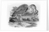 Heron by Thomas Bewick