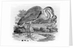 Heron by Thomas Bewick