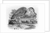 Heron by Thomas Bewick