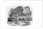 Heron by Thomas Bewick