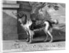 The New Chien Savant, or Learned Dog, print made by F-Morellon la Cave, 1752 by Sutton (after) Nicholls