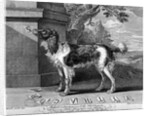 The New Chien Savant, or Learned Dog, print made by F-Morellon la Cave, 1752 by Sutton (after) Nicholls