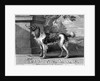 The New Chien Savant, or Learned Dog, print made by F-Morellon la Cave, 1752 by Sutton (after) Nicholls