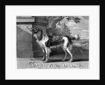 The New Chien Savant, or Learned Dog, print made by F-Morellon la Cave, 1752 by Sutton (after) Nicholls