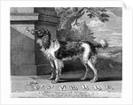 The New Chien Savant, or Learned Dog, print made by F-Morellon la Cave, 1752 by Sutton (after) Nicholls