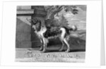 The New Chien Savant, or Learned Dog, print made by F-Morellon la Cave, 1752 by Sutton (after) Nicholls