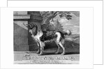 The New Chien Savant, or Learned Dog, print made by F-Morellon la Cave, 1752 by Sutton (after) Nicholls