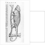 Chameleon by Swiss School