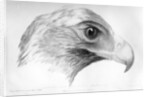 Australian Eagle by Major Thomas Mitchell