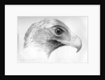 Australian Eagle by Major Thomas Mitchell