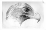 Australian Eagle by Major Thomas Mitchell