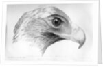 Australian Eagle by Major Thomas Mitchell
