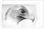 Australian Eagle by Major Thomas Mitchell