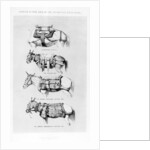 Saddles and Pads Used by the Abyssinian Field Force by Henry James