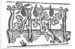 The Fox and the Raisins by English School
