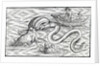 Sea monsters, 1511 by Spanish School