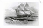 The Great Sea-Serpent when First Seen from H.M.S. Daedalus by English School