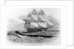 The Great Sea-Serpent when First Seen from H.M.S. Daedalus by English School