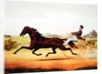 The Celebrated Horse, George M. Patchen, The Champion of the Turf by American School