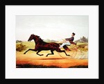 The Celebrated Horse, George M. Patchen, The Champion of the Turf by American School