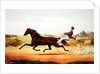 The Celebrated Horse, George M. Patchen, The Champion of the Turf by American School