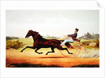 The Celebrated Horse, George M. Patchen, The Champion of the Turf by American School