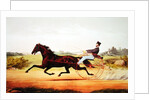 The Celebrated Horse, George M. Patchen, The Champion of the Turf by American School