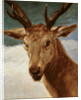 Head of a Stag, 1634 by Diego Rodriguez de Silva y Velazquez