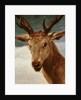 Head of a Stag, 1634 by Diego Rodriguez de Silva y Velazquez