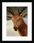 Head of a Stag, 1634 by Diego Rodriguez de Silva y Velazquez