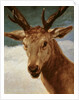 Head of a Stag, 1634 by Diego Rodriguez de Silva y Velazquez