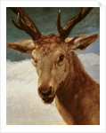 Head of a Stag, 1634 by Diego Rodriguez de Silva y Velazquez