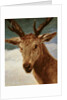 Head of a Stag, 1634 by Diego Rodriguez de Silva y Velazquez