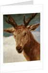 Head of a Stag, 1634 by Diego Rodriguez de Silva y Velazquez